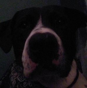 Meet your Posher, Enki